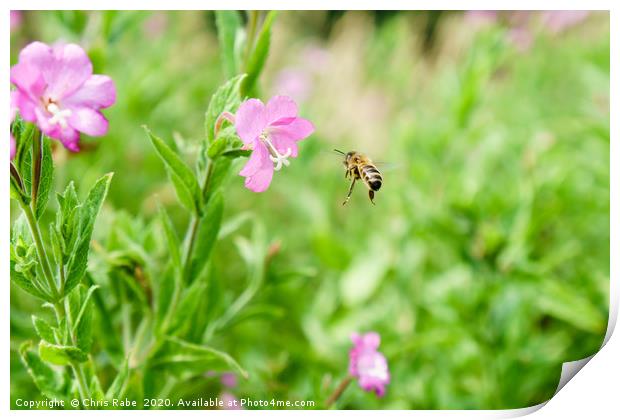 Honeybee coming in to land Print by Chris Rabe