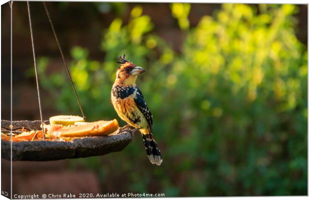 Crested Barbet in early morning light Canvas Print by Chris Rabe