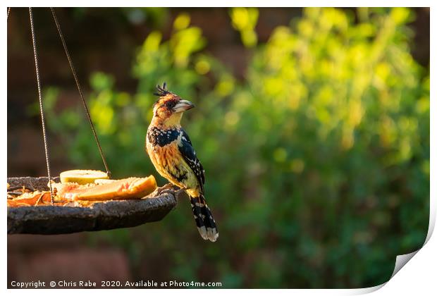 Crested Barbet in early morning light Print by Chris Rabe