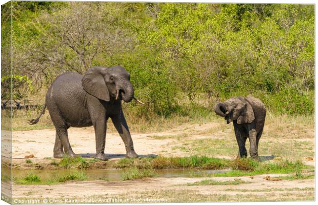 African Elephant baby and juvenile having a drink Canvas Print by Chris Rabe