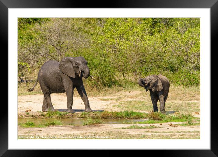 African Elephant baby and juvenile having a drink Framed Mounted Print by Chris Rabe