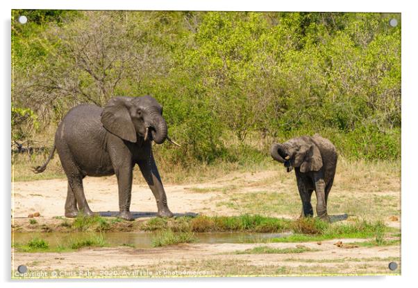 African Elephant baby and juvenile having a drink Acrylic by Chris Rabe