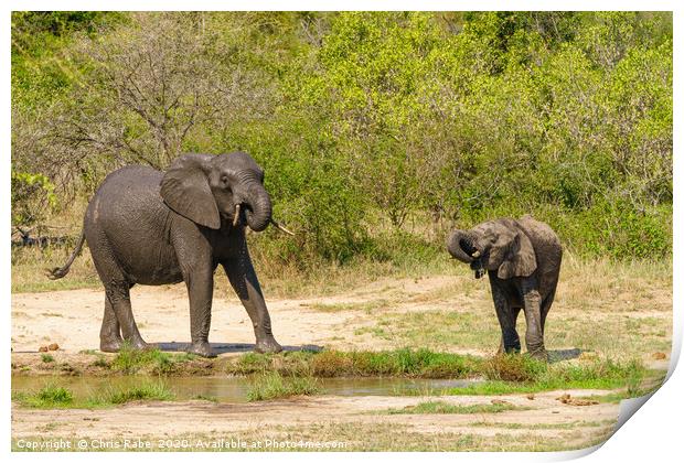 African Elephant baby and juvenile having a drink Print by Chris Rabe