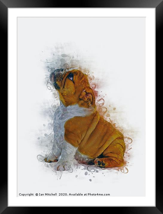 Bulldog Puppy Art Framed Mounted Print by Ian Mitchell