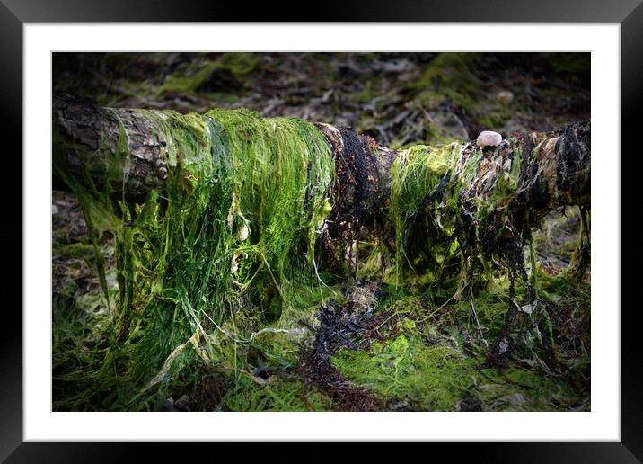Weeds Abstract Framed Mounted Print by Svetlana Sewell