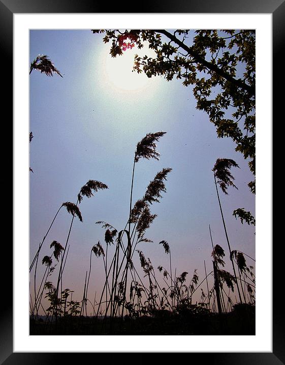 Sway in the Noon-day Sun Framed Mounted Print by Susie Hawkins