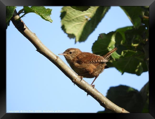           A wren just after he has sung his song! Framed Print by Suzi Tait