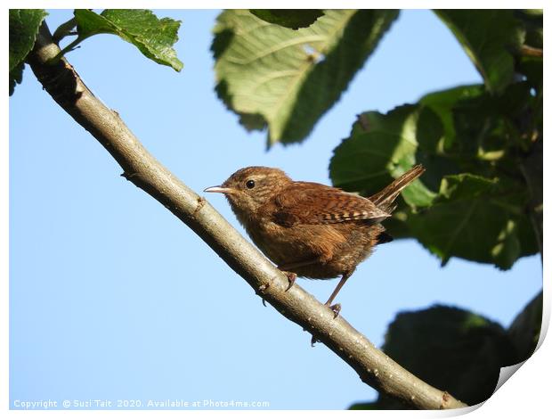           A wren just after he has sung his song! Print by Suzi Tait