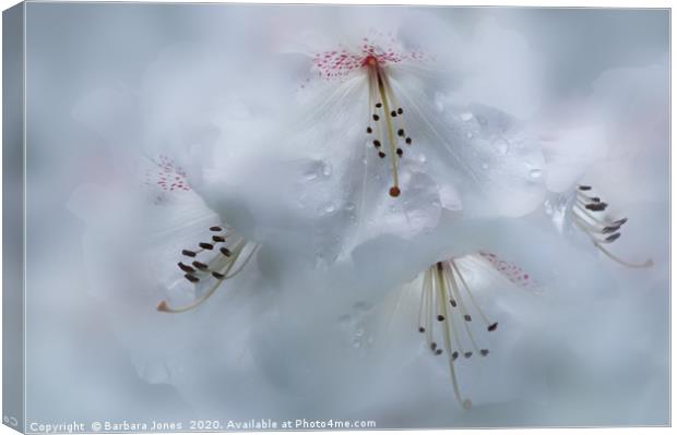  White Rhododendron in the Rain Garden Flower Canvas Print by Barbara Jones