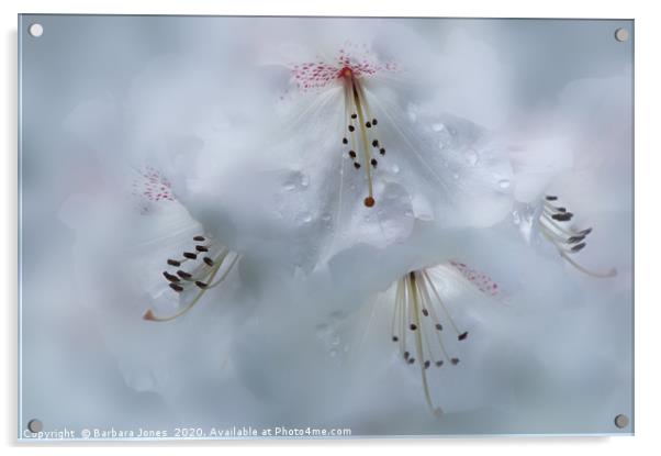  White Rhododendron in the Rain Garden Flower Acrylic by Barbara Jones