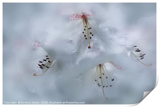  White Rhododendron in the Rain Garden Flower Print by Barbara Jones