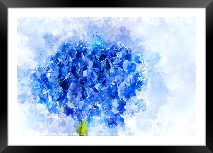 Blue Hydrangea Watercolour Framed Mounted Print by Ann Garrett