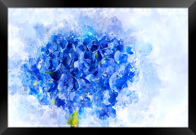 Blue Hydrangea Watercolour Framed Print by Ann Garrett