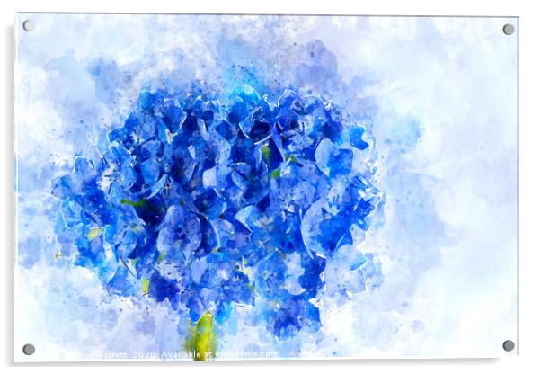 Blue Hydrangea Watercolour Acrylic by Ann Garrett