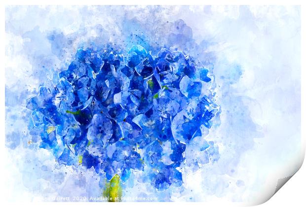 Blue Hydrangea Watercolour Print by Ann Garrett