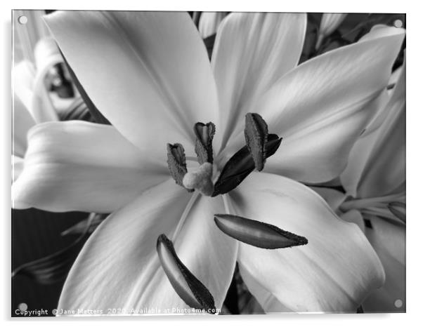 Full Bloom  Acrylic by Jane Metters