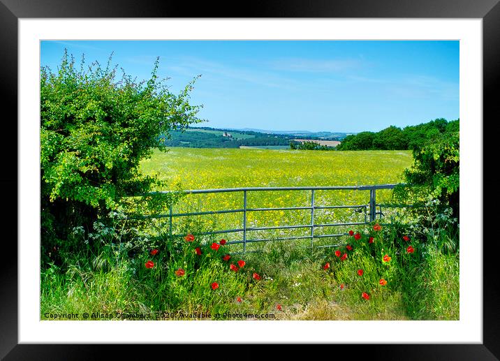 Buttercups Framed Mounted Print by Alison Chambers