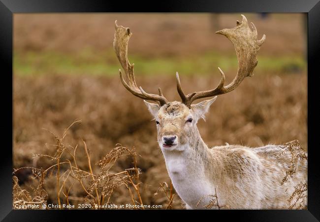 Male Fallow Deer stag Framed Print by Chris Rabe