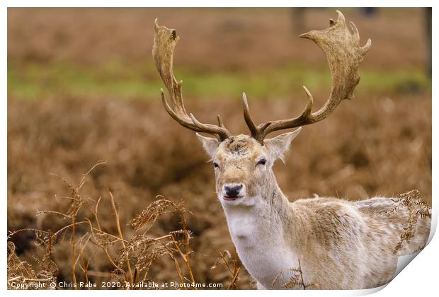 Male Fallow Deer stag Print by Chris Rabe