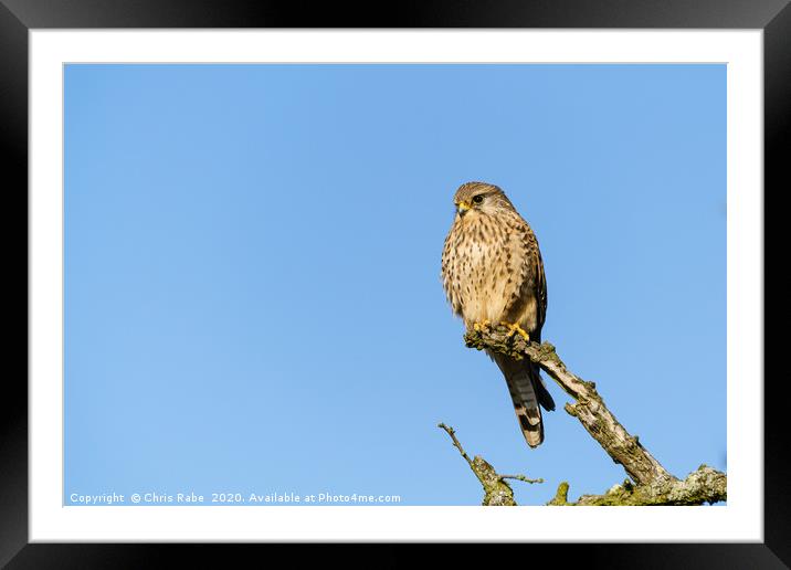 Common Kestrel female perched on branch Framed Mounted Print by Chris Rabe