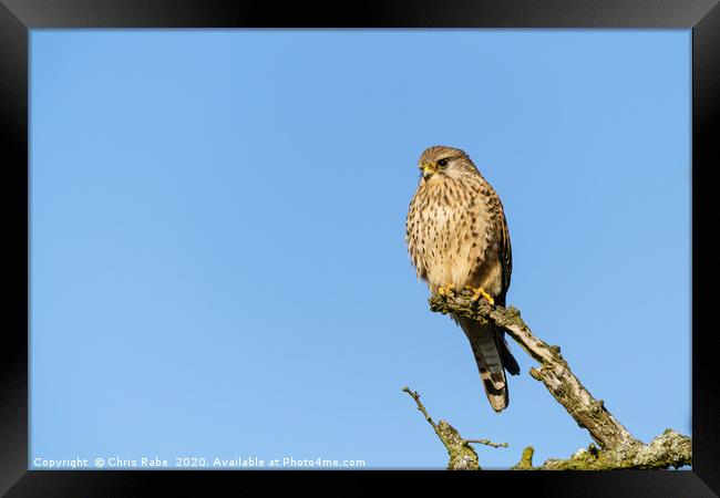 Common Kestrel female perched on branch Framed Print by Chris Rabe