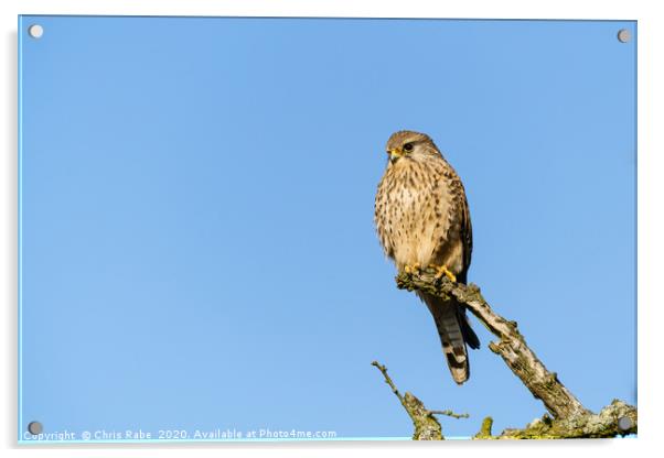 Common Kestrel female perched on branch Acrylic by Chris Rabe