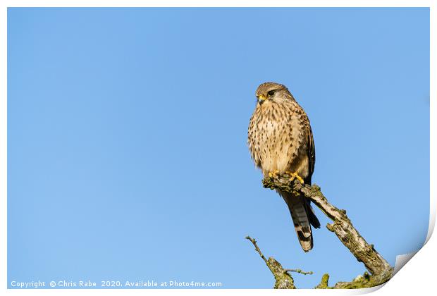 Common Kestrel female perched on branch Print by Chris Rabe