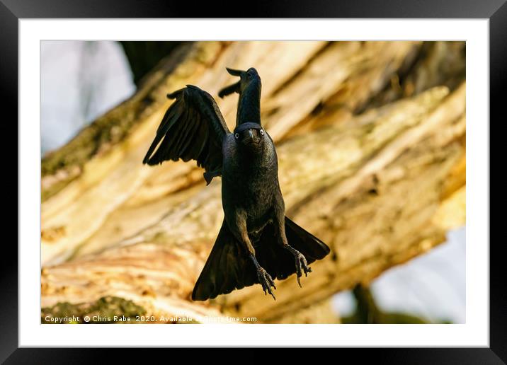 Jackdaw incoming Framed Mounted Print by Chris Rabe