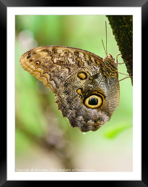 Owl Butterfly resting Framed Mounted Print by Chris Rabe