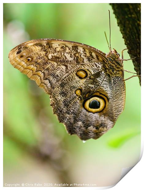 Owl Butterfly resting Print by Chris Rabe