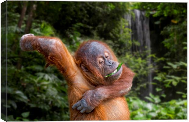 Young Sumatran Orangutan in Jungle Canvas Print by Arterra 