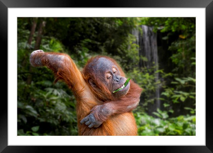 Young Sumatran Orangutan in Jungle Framed Mounted Print by Arterra 