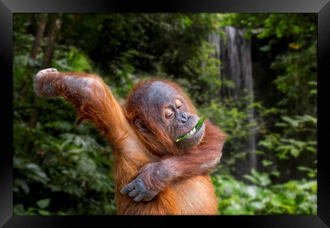 Young Sumatran Orangutan in Jungle Framed Print by Arterra 