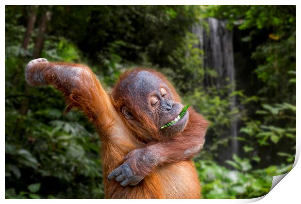 Young Sumatran Orangutan in Jungle Print by Arterra 