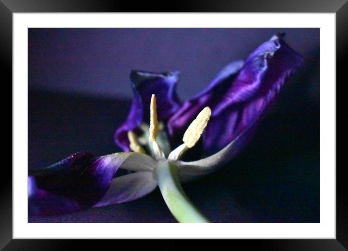 Purple petals Framed Mounted Print by Natalie Edwards