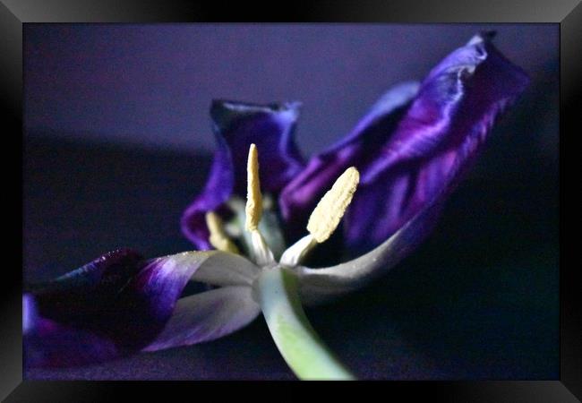 Purple petals Framed Print by Natalie Edwards
