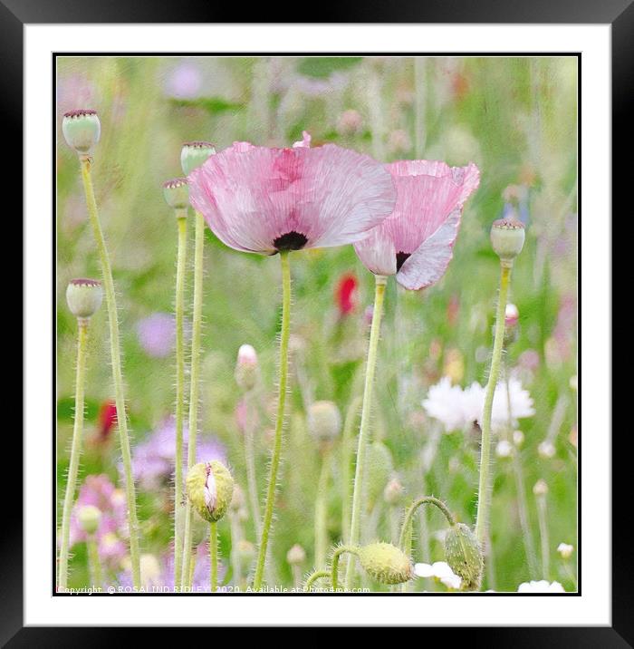 "Pastel Poppies" Framed Mounted Print by ROS RIDLEY