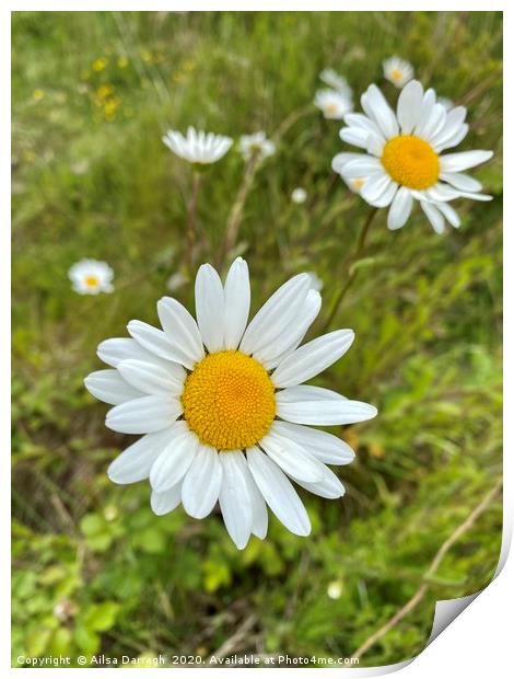 Wild Ox-Eye Daisies Print by Ailsa Darragh