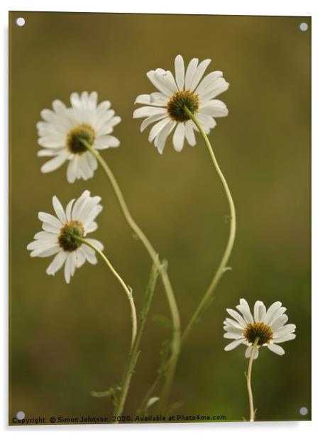 Daisys Acrylic by Simon Johnson
