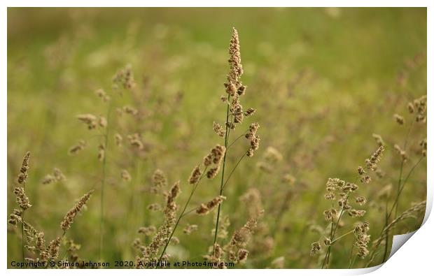 meadow grass,  Print by Simon Johnson