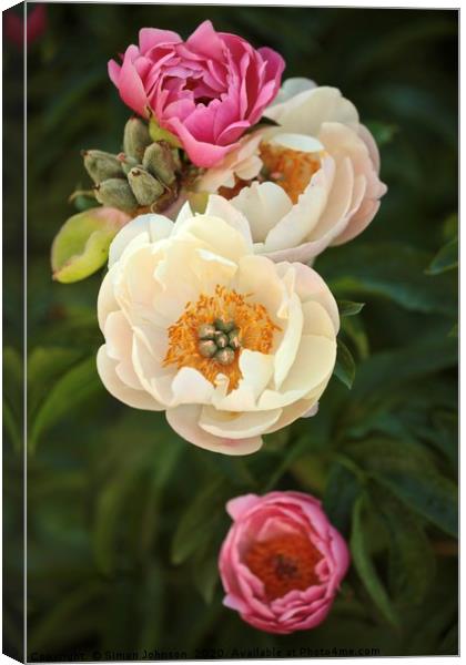 pink and white peonies Canvas Print by Simon Johnson