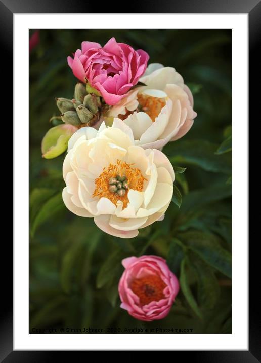 pink and white peonies Framed Mounted Print by Simon Johnson