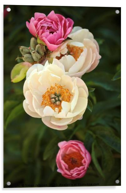 pink and white peonies Acrylic by Simon Johnson