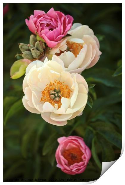 pink and white peonies Print by Simon Johnson
