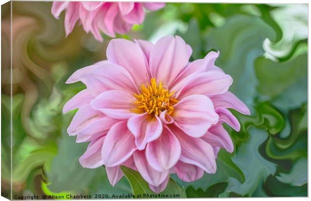 Dahlia  Canvas Print by Alison Chambers
