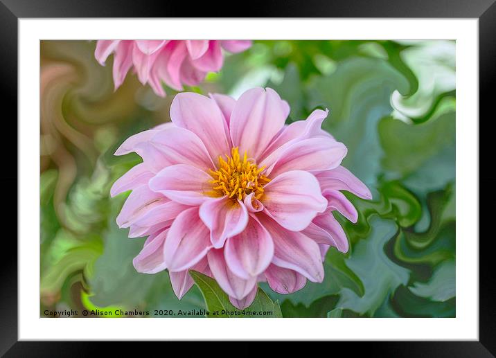 Dahlia  Framed Mounted Print by Alison Chambers