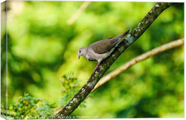 West Peruvian Dove climbing down a branch Canvas Print by Chris Rabe
