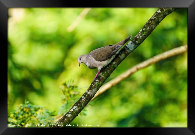 West Peruvian Dove climbing down a branch Framed Print by Chris Rabe