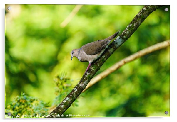 West Peruvian Dove climbing down a branch Acrylic by Chris Rabe