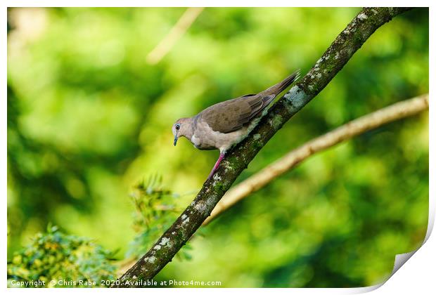 West Peruvian Dove climbing down a branch Print by Chris Rabe